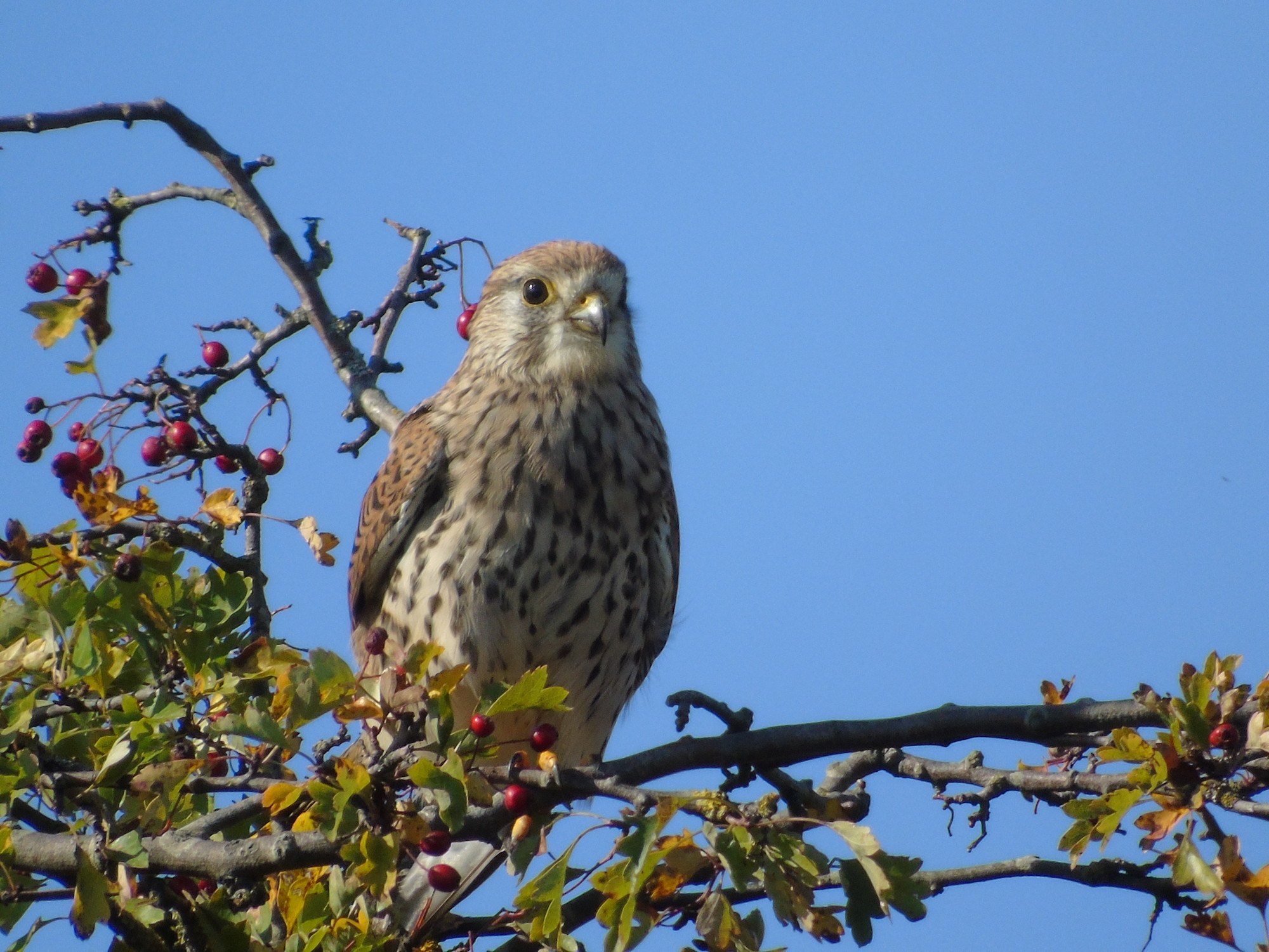 Wildlife Spotting image