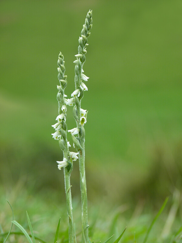 Two slender spikes of autumn lady’s-tresses orchid with small white spiral flowers rising from short grass, photographed against a softly blurred green meadow background.