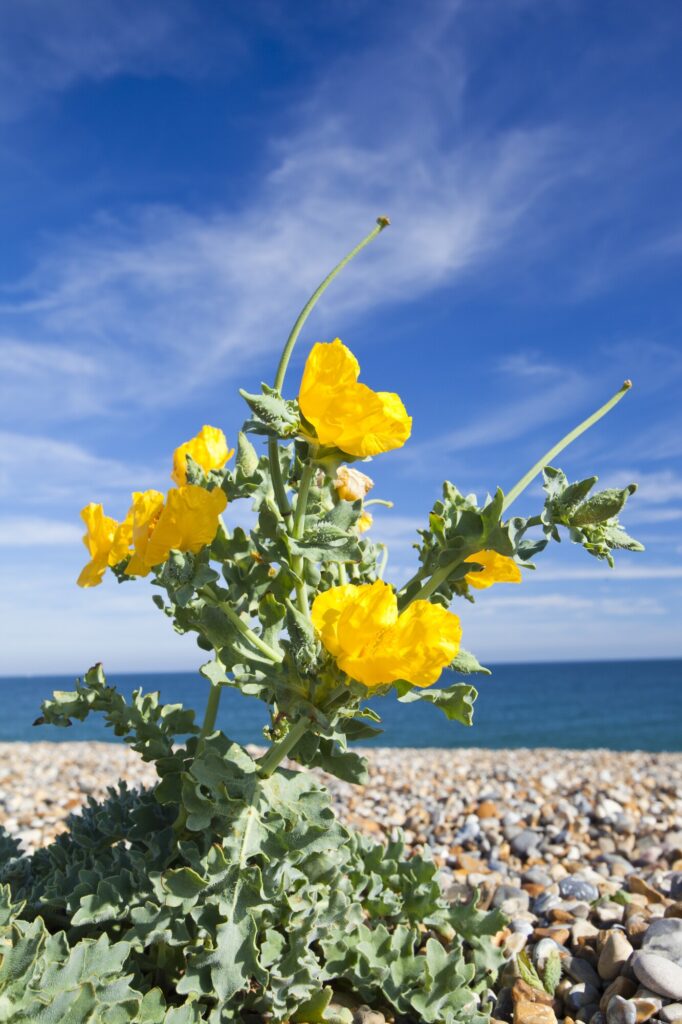 Yellow horned poppy flowers with crinkled bright yellow petals and silvery-green leaves growing on a pebble beach, photographed from a low angle against a vivid blue sky with wispy clouds and the sea in the background.