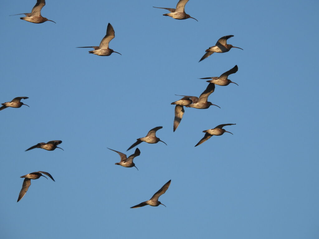 A flock of birds is soaring gracefully against a clear blue sky. Their wings are outstretched, showcasing a mix of browns and creams. The scene captures a moment of freedom and movement, highlighting the beauty of nature in flight.