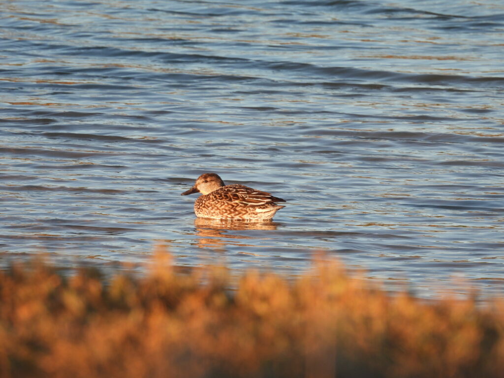 The image features a solitary duck gliding across calm water. Its plumage is mottled brown, blending harmoniously with the natural surroundings. The soft ripples of the water reflect the warm hues of the landscape, creating a serene and tranquil atmosphere. The scene captures a moment of peaceful wildlife observation.