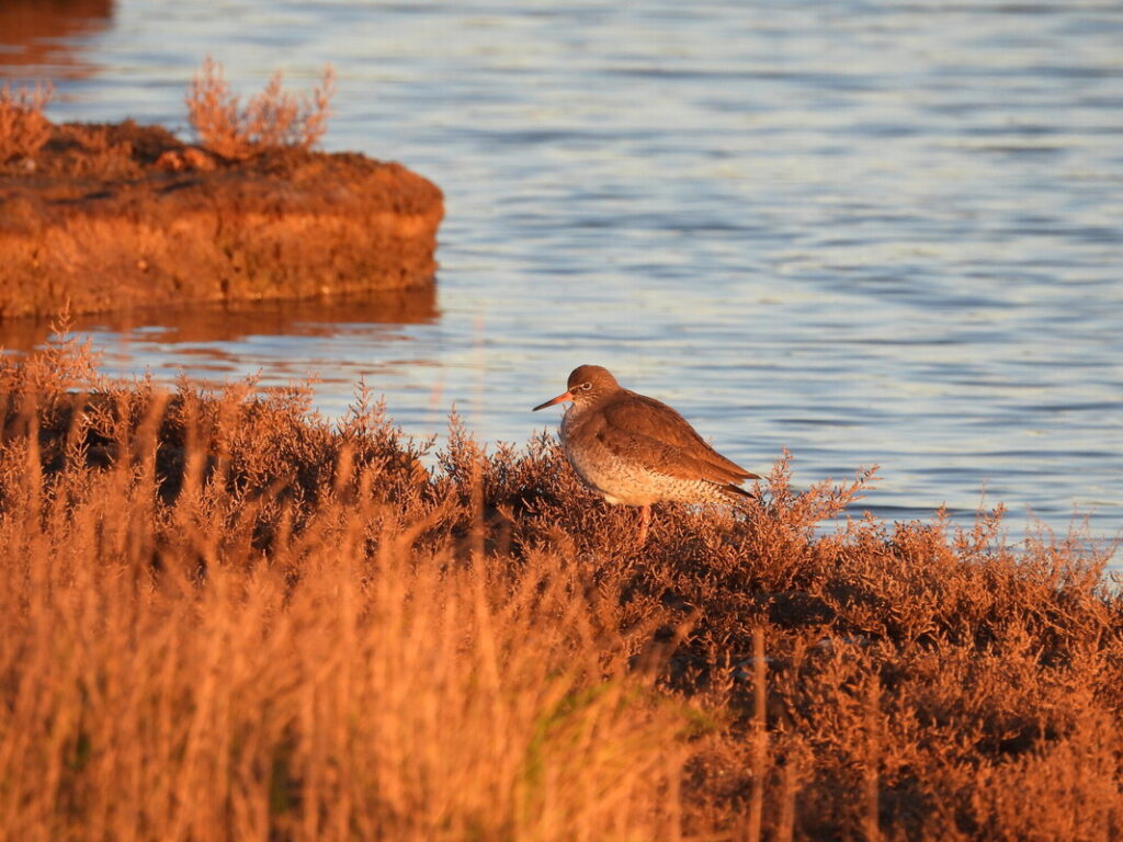 The image depicts a solitary bird perched on a rocky shore, surrounded by golden grasses and shallow water. The warm hues of the landscape suggest a tranquil evening setting, with the soft light reflecting off the water's surface, creating a serene atmosphere in nature.