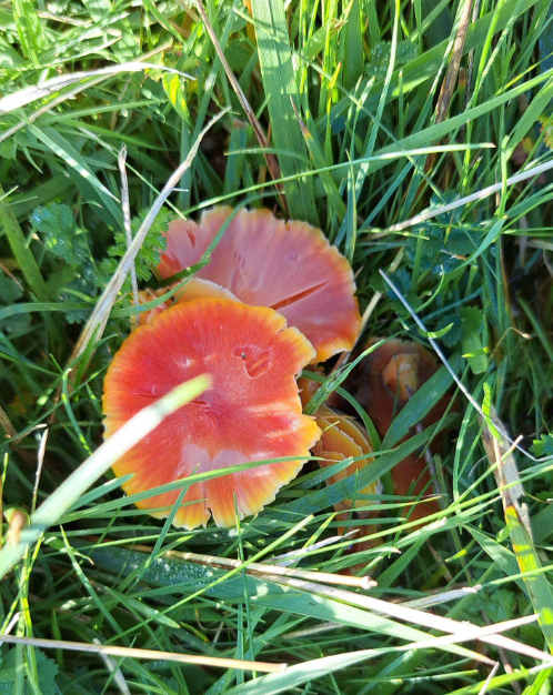 Bright red-orange waxcap mushrooms with glossy caps growing among sunlit, damp green grass.