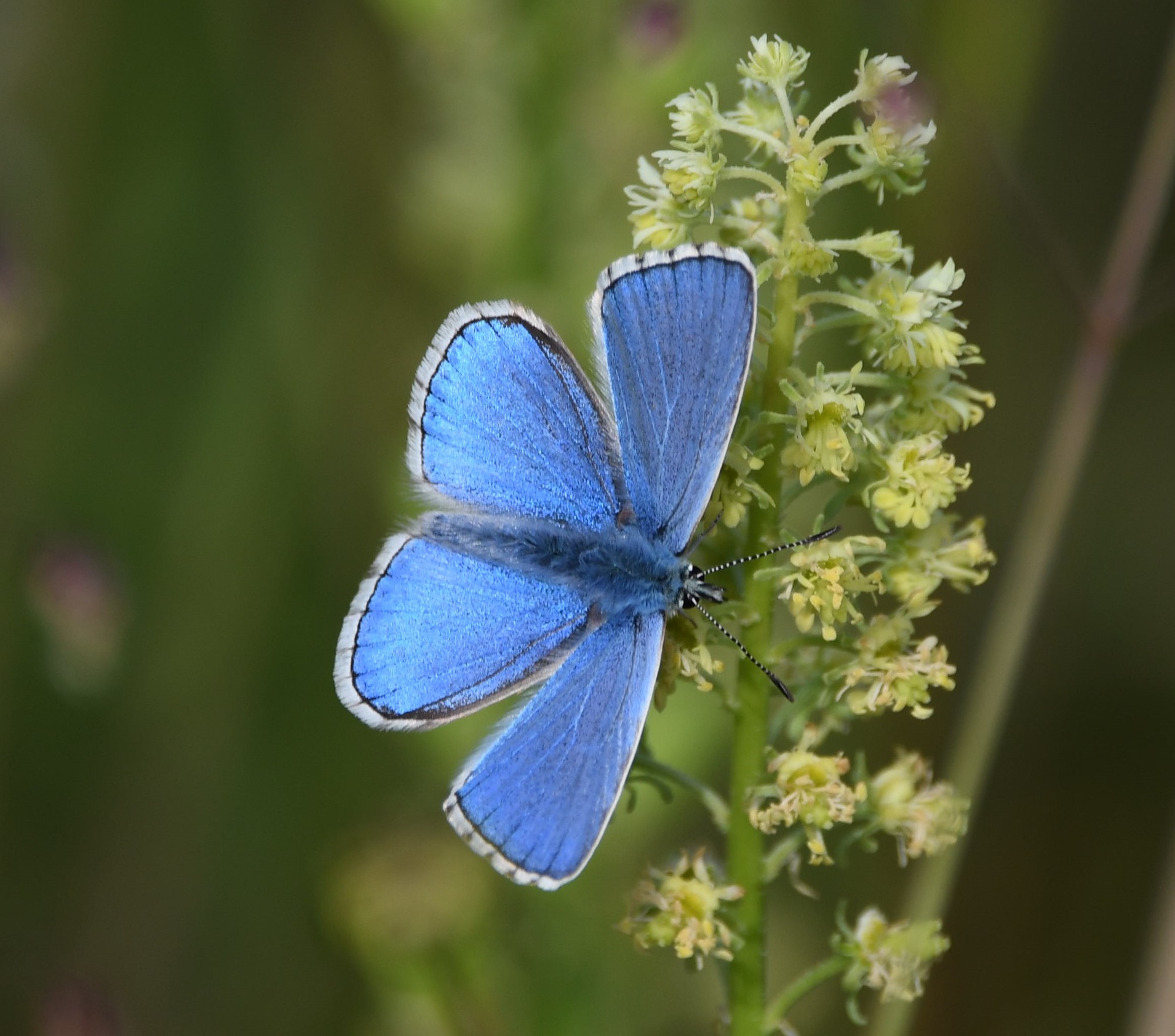 Nature spotting this spring and summer at Seven Sisters image