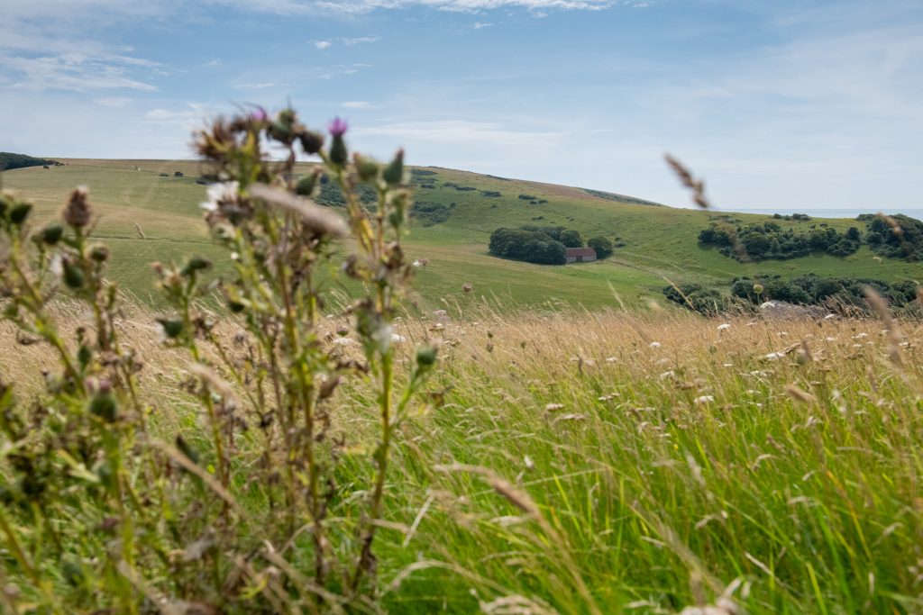 A grassy patch of shrub with a barn and downland hills in the background