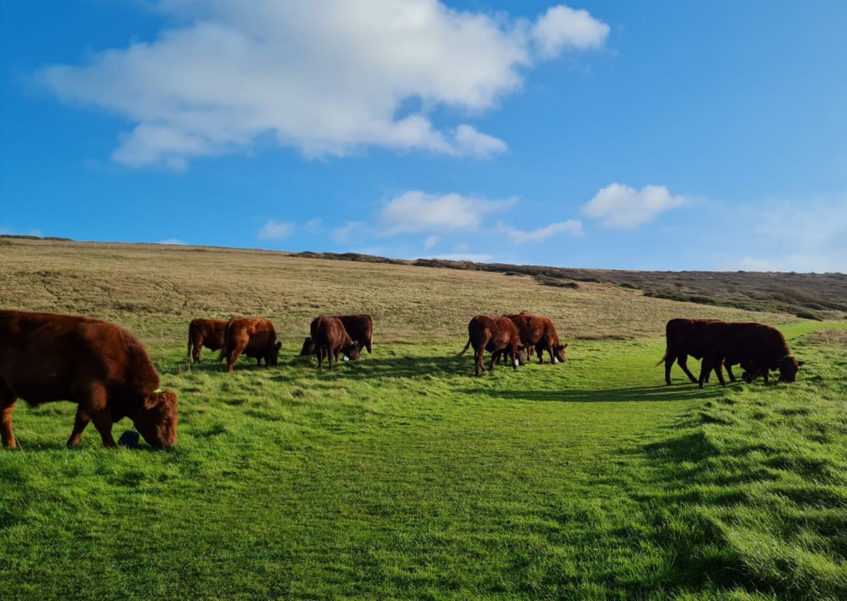 Grazing at Seven Sisters FAQs image