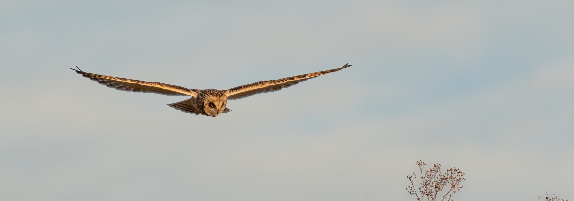 Rare owl takes flight at Seven Sisters Country Park image