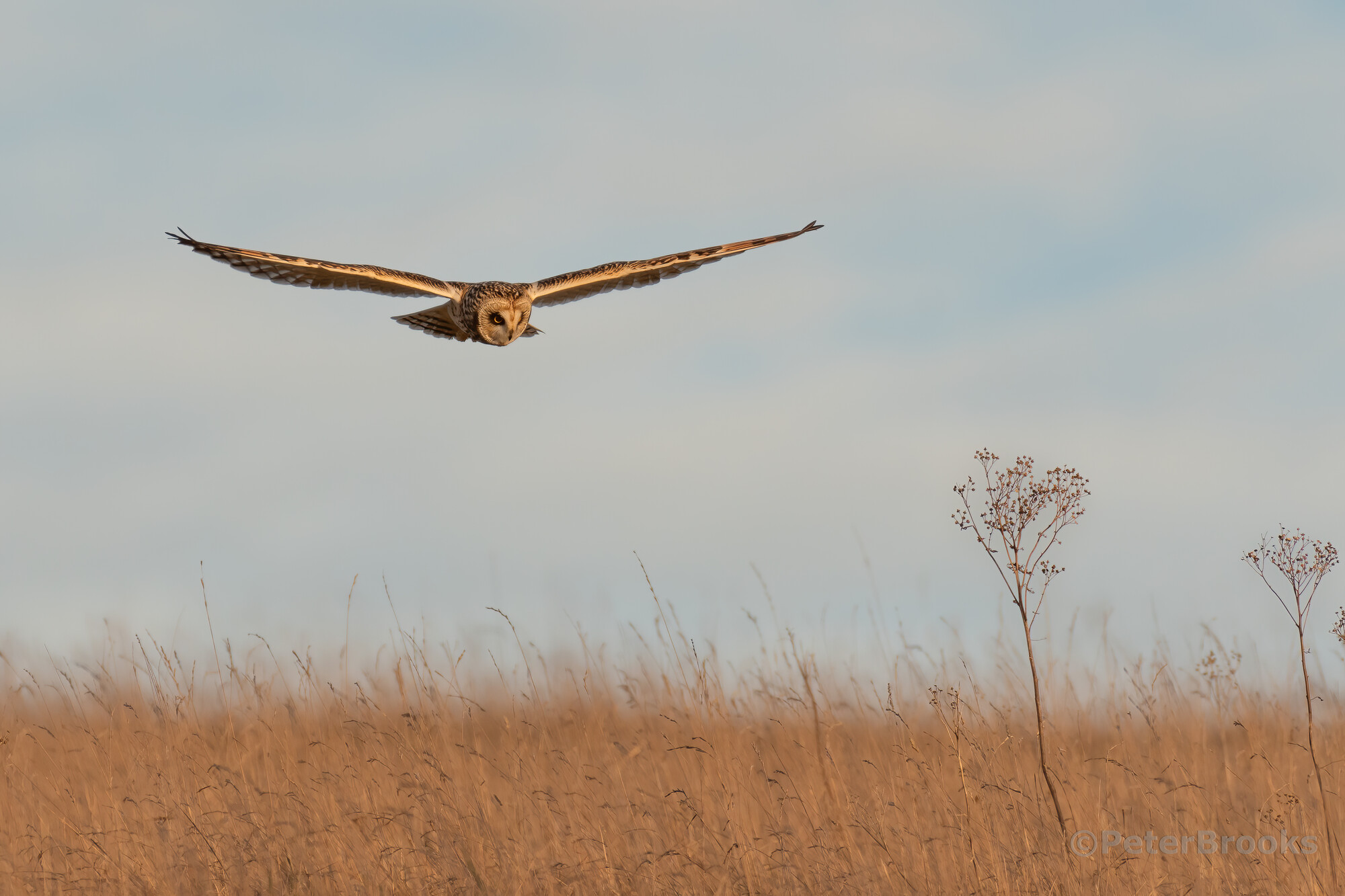 Rare owl takes flight at Seven Sisters Country Park image