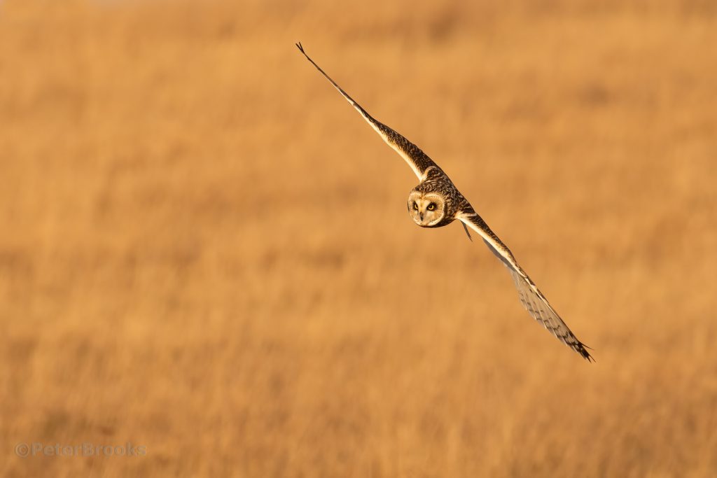 Short-eared owl flying over Seven Sisters Country Park