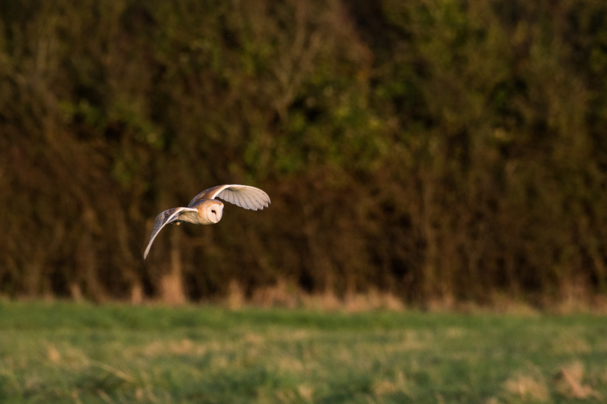 Spring wildlife at Seven Sisters image