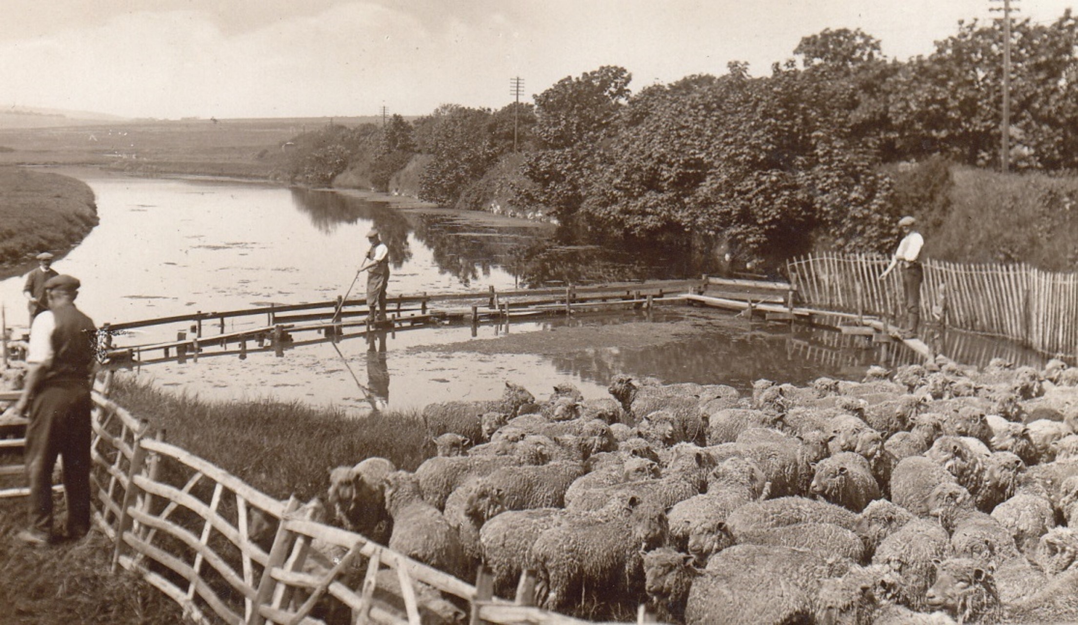 Shepherds of the South Downs- their lives and times with Ian Everest image