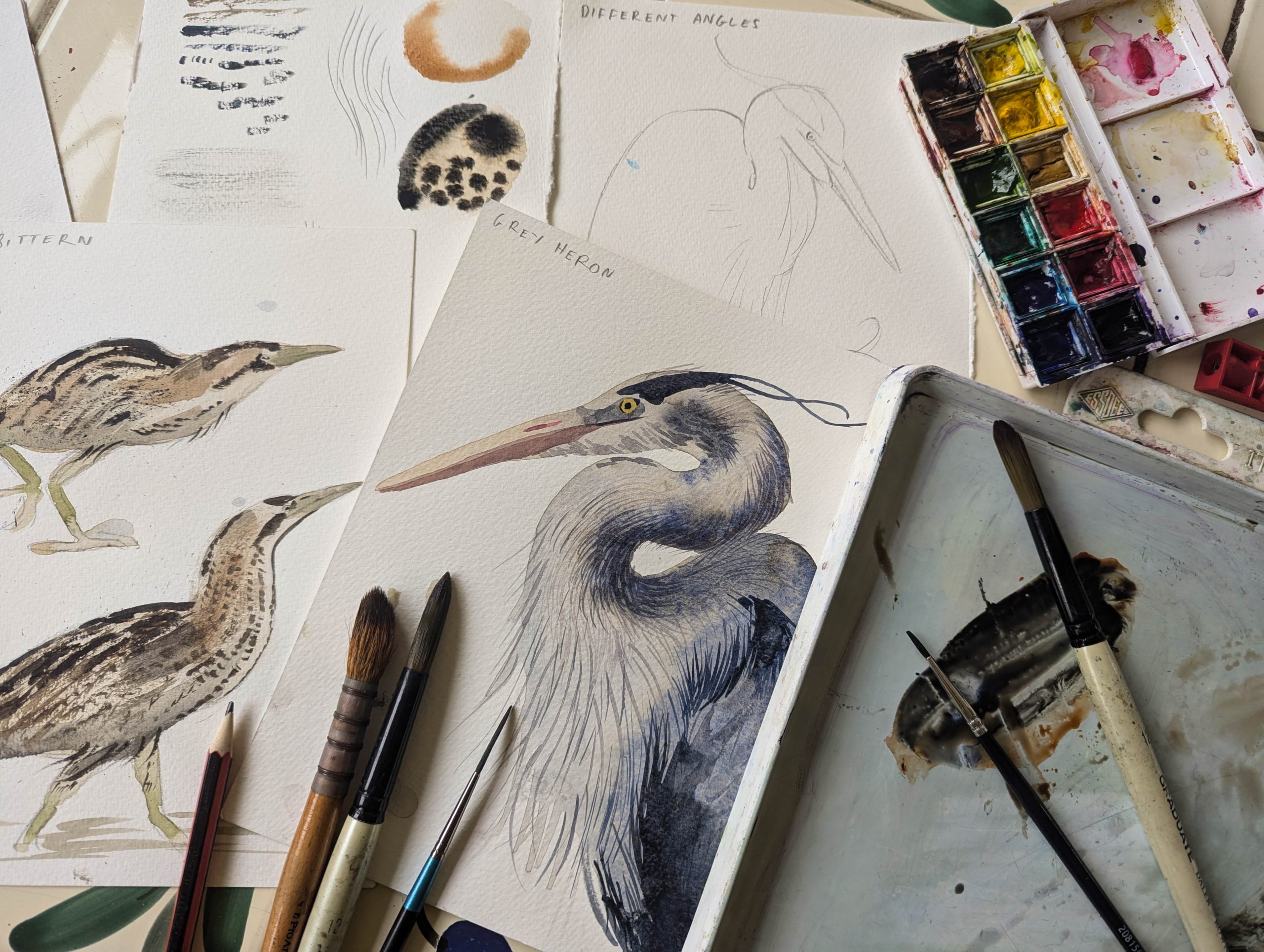 Resident Birds In Watercolour At Cuckmere Haven- Bittern image