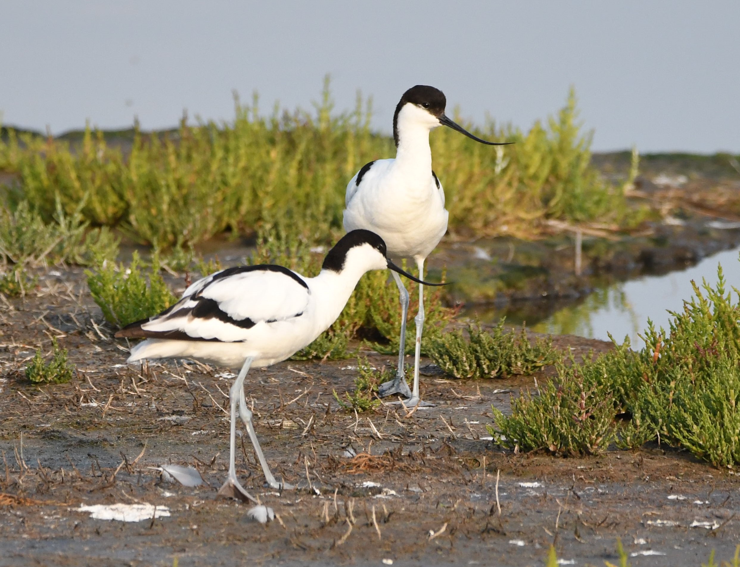 Bird spotting with Ranger Tim Squire image