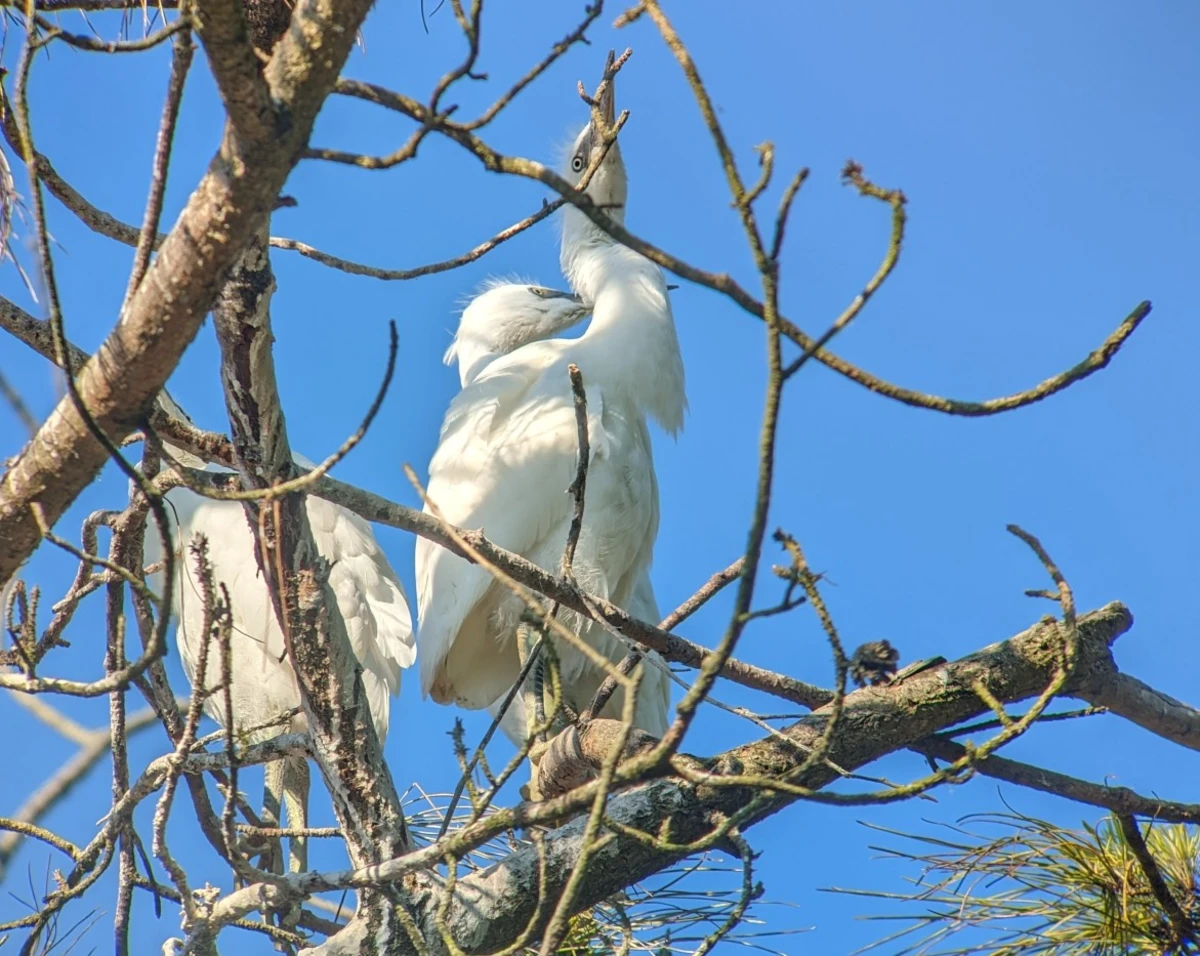 Cuckmere Haven Birds Walk & Talk image