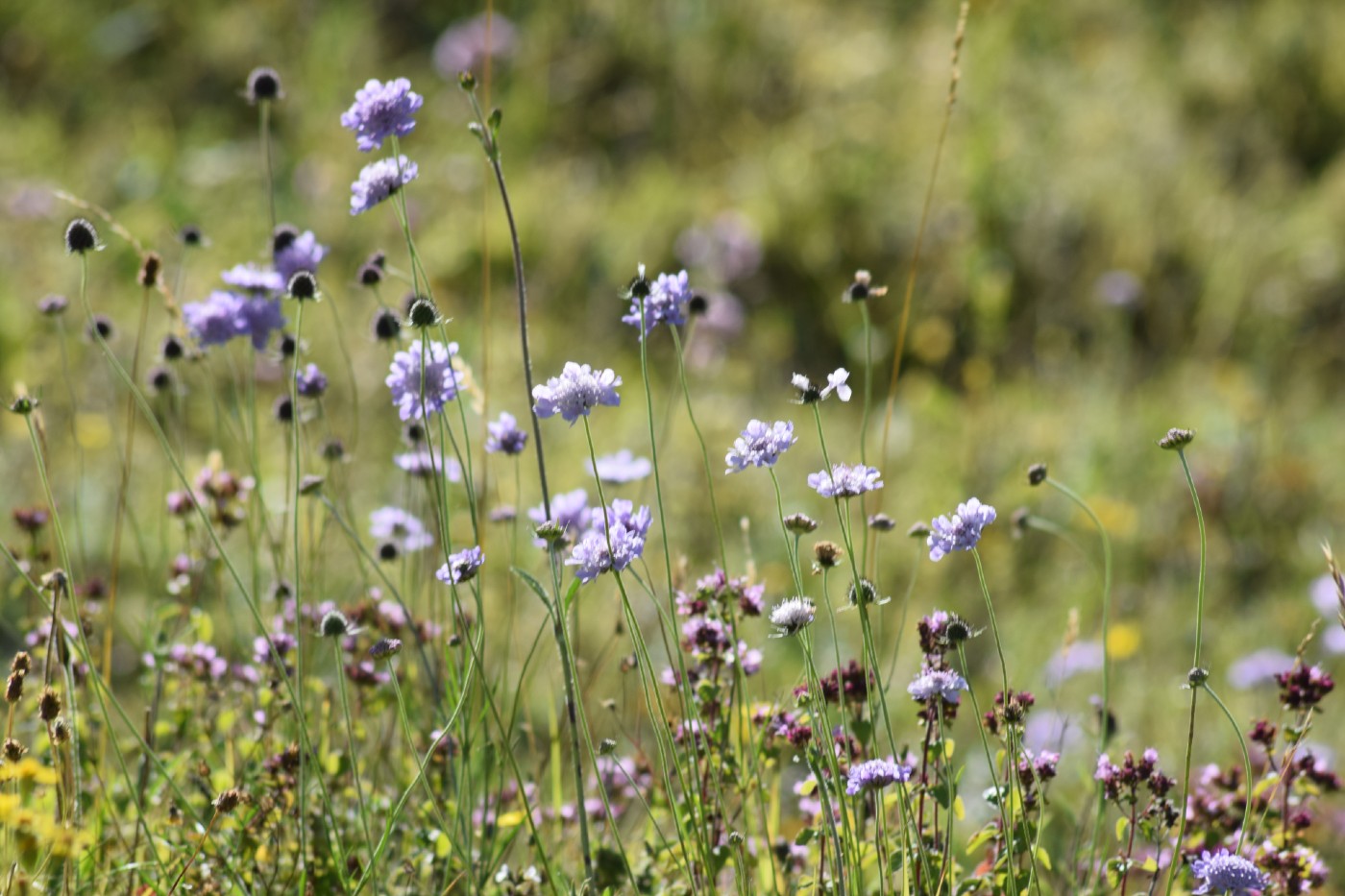 Spring Ranger Tour through Cuckmere Haven image