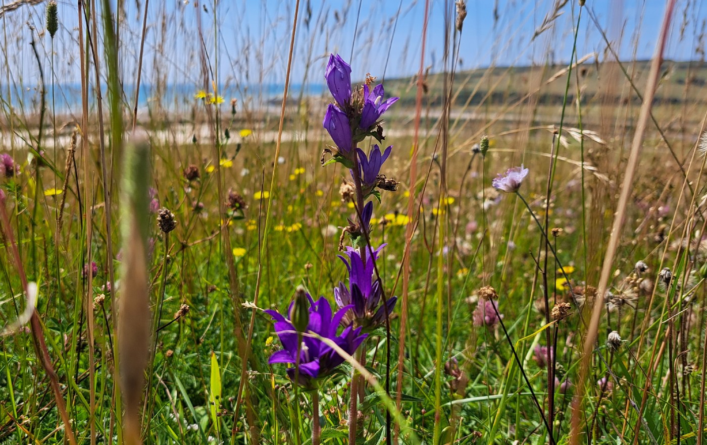 Wildflower ID with Ranger Laura image