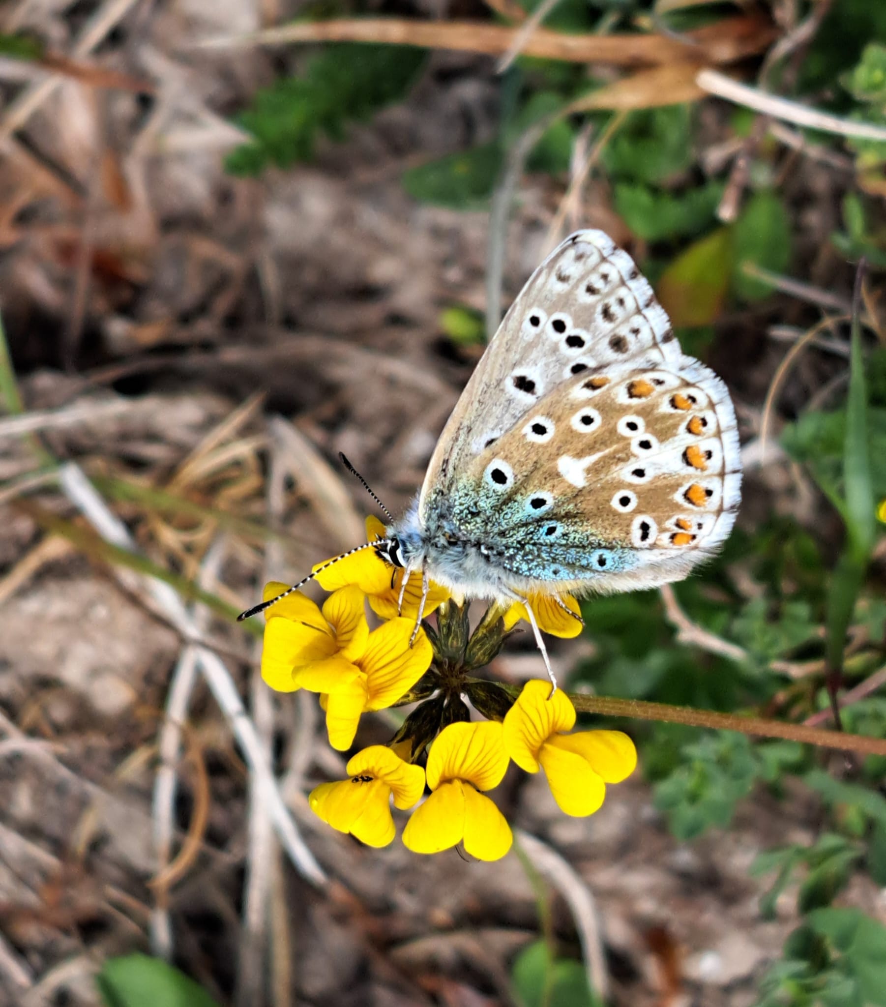 Family Fun: Butterfly themed crafts & activities image