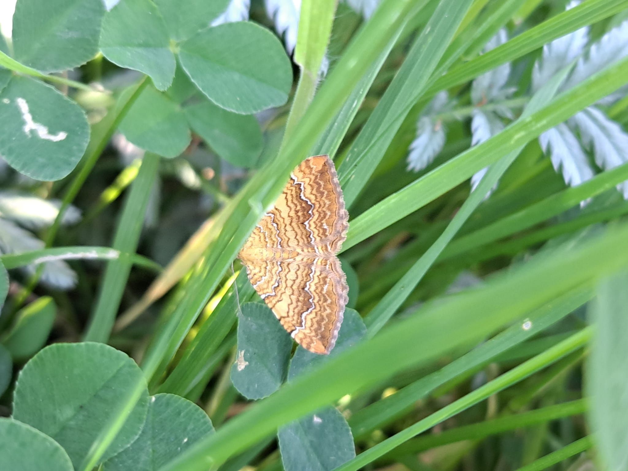 The wonderful world of moths with Michael Blencowe image
