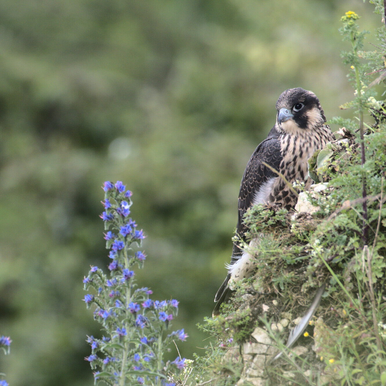 Juvenile Peregrine sitting on a cliff face with wild flowers.