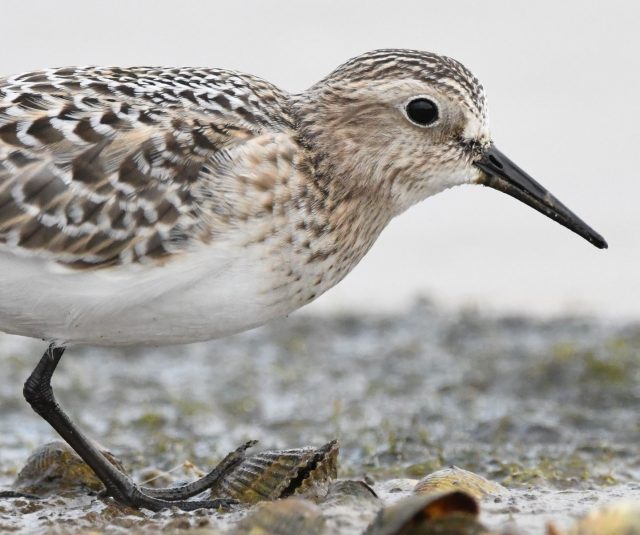 Bird spotting with Ranger Tim Squire 22nd July

Come join us for a fun-filled day of bird spotting with the amazing Ranger Tim Squire at the Seven Sisters Country Park. Get ready to explore the beautiful surroundings and learn about the various bird species that call this park home. Whether you're a beginner or an experienced birder, this event is perfect for all ages and skill levels. Don't miss out on this exciting opportunity to connect with nature and discover the fascinating world of birds!

Don’t have the equipment? don’t worry, we can provide you with a pair of binoculars to use. 

Follow the link below for more information and tickets

https://www.eventbrite.co.uk/e/1292839119609?aff=oddtdtcreator