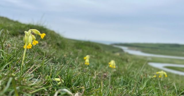 There are cowslips as far as the eye can see on our chalk grassland slopes. 

Cowslips are one of several chalk grassland indicator species and one of the first flowering plants of the season. Their presence is a positive sign that our continued efforts with grazing and managing the chalk grassland is paying off. 

As spring and summer progress we hope to see many more flowers and our chalk grassland alive with life.

#SouthDowns #CuckmereHaven #Nature #ChalkGrassland

📷 Sam Dowding