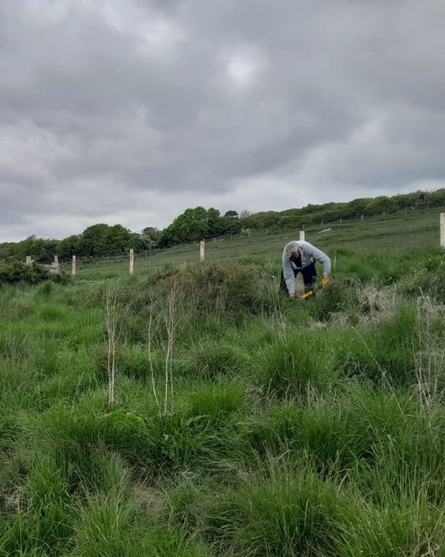 It might have been overcast compared to recent days, but our wonderful volunteers have been helping to control the spread of scrub on grassland. 

This tricky spot is close to the road and the visitor route along the main path, so we can't use our livestock to graze these areas. 

A huge thank you to our volunteers for their hard work!

#CuckmereHaven #SouthDowns #Nature #Landscapemanagement #volunteering

📷 SDNPA / Sam Dowding
