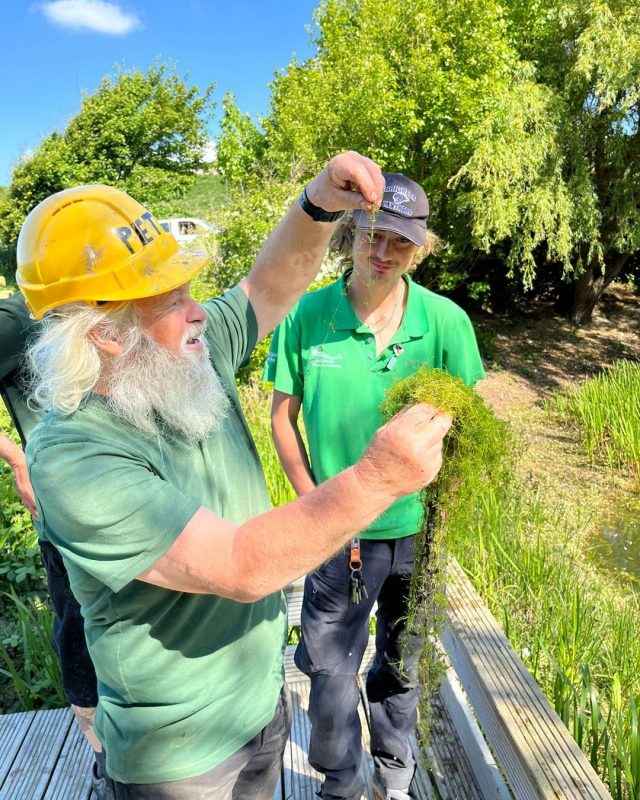Last week our rangers spent time maintaining dew ponds with @petethepond.

New plants were added to all our new and restored dew ponds which increases biodiversity and improves water quality.

We're grateful for the recent rain that will help water levels in each pond.

#CuckmereHaven #SouthDowns #Nature #SevenSisters

📷 SDNPA / Sam Dowding