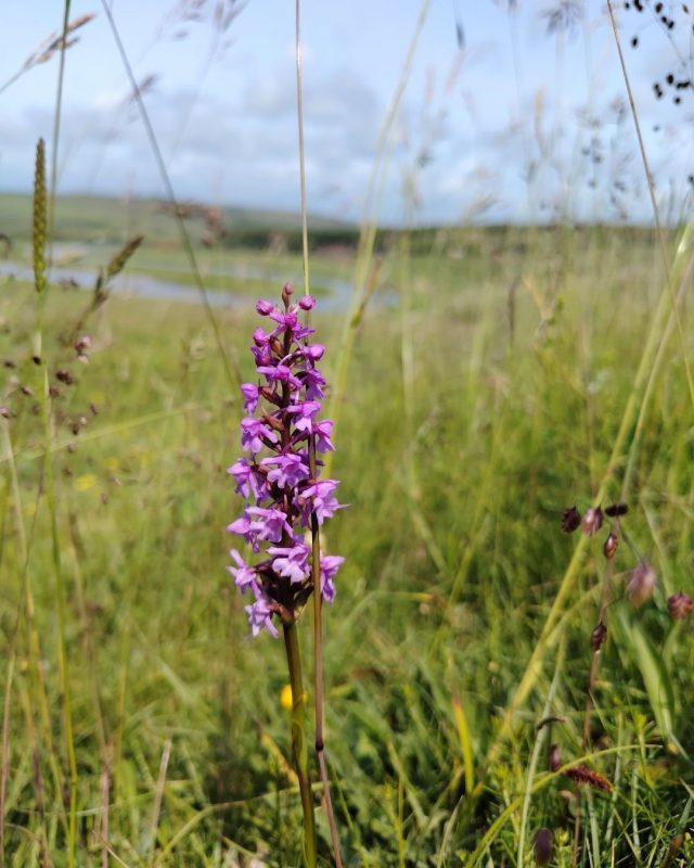 Isn't nature great? A beautiful Fragrant Orchid hidden in our chalk grassland.

📷 Laura Clapham

#Nature #SouthDowns #SevenSisters #CuckmereHaven