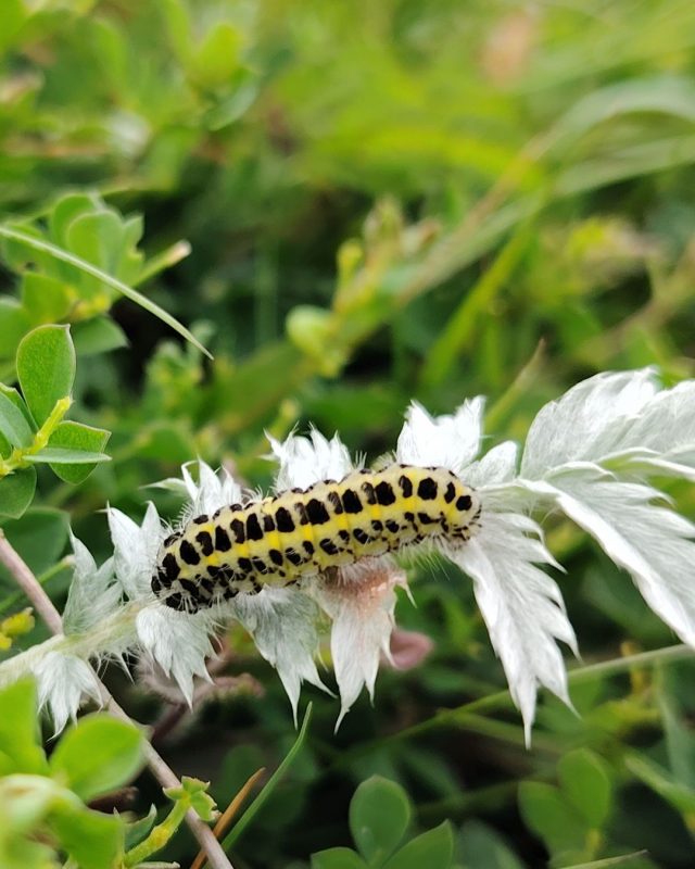 Regular surveying of our chalk grassland is a key part of nature recovery monitoring - even the smallest species are important signs of a healthy landscape.

Pictured:
Burnet moth caterpillar
Thick legged flower beetle
Nursery web spider

📷 Laura Clapham

#Nature #CuckmereHaven #SevenSisters #SouthDowns