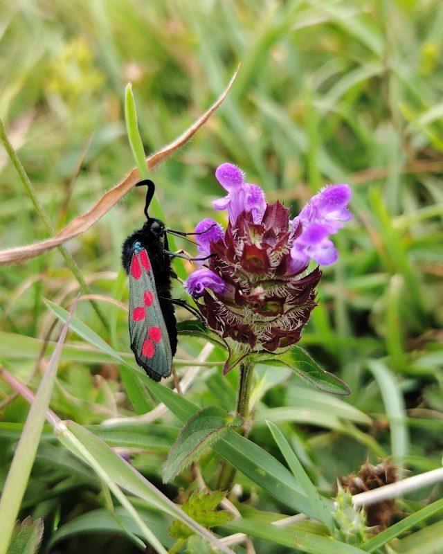 We'll be surveying our chalk grassland over the summer to capture information on what is growing and living in the park - you never know who will come along and join you!

Pictured: Six burnet moth on Selfheal - a low growing creeping plant found in short grassland.

📷 Laura Clapham

#Nature #SouthDowns #CuckmereHaven #SevenSisters