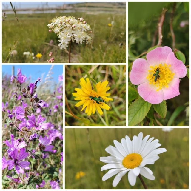 It's not only orchids you'll find in the park at this time of year!

Dropwort, Dog Rose, Hawkbit, Common Mallow and Ox Eye Daisy are all easy to spot in our chalk grassland and are great at attracting pollinators. 

Remember to leave just footprints when you visit and never pick a wildflower as a souvenir. 

#SouthDowns #Nature #CuckmereHaven

📸 Laura Clapham