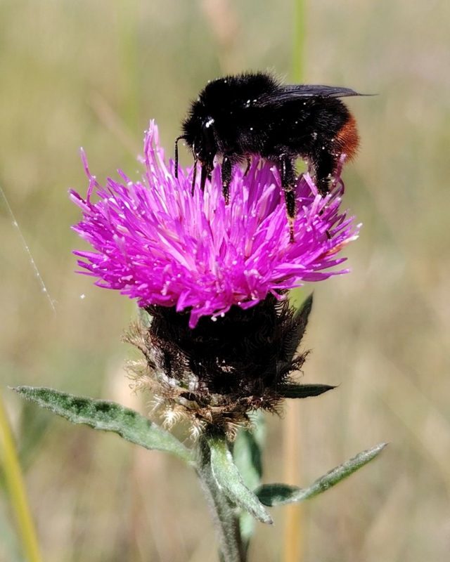 We love a pollinator! 

This red-tailed bumblebee is black with a big red 'tail', likes grassland and coastal habitats and nests underground. 

By managing our grassland with plants such as this common knapweed, these bees can can live their best life as pollinators in the park. 

📸 Laura Clapham

#SouthDowns #CuckmereHaven #Nature