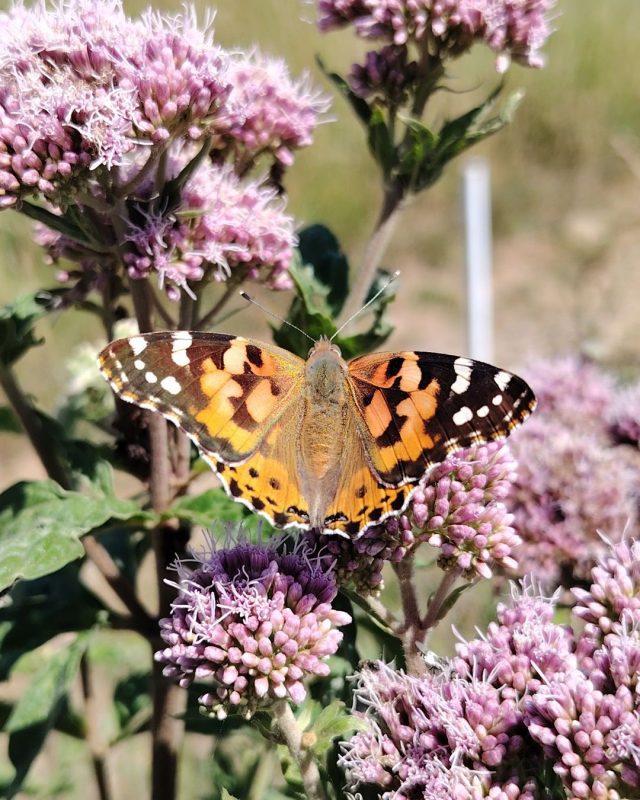 A painted lady butterfly basking on hemp - agrimony.

This orange and black butterfly is a common visitor to the park and is one of the butterflies to look out for during the #bigbutterflycount 

See if you can spot one during your next visit!

#Nature #SouthDowns #CuckmereHaven

📸 Laura Clapham