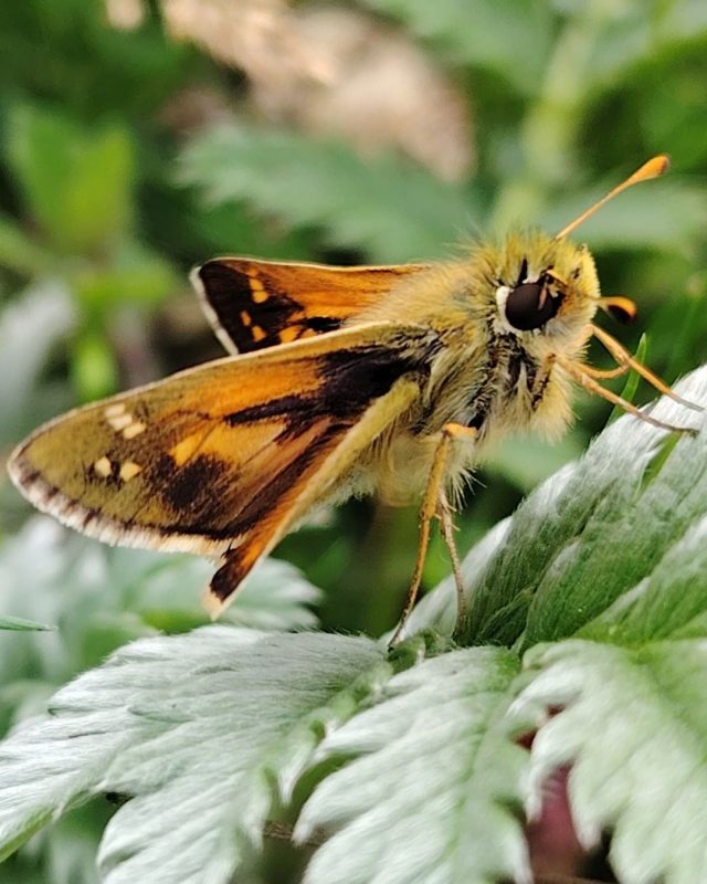 Our rangers were excited to spot this silver - spotted skipper butterfly in the park this week.

This rare skipper butterfly is restricted to the chalk downs of southern England and is on the butterfly conservation 'vulnerable' list, so we're thrilled to see one here. 

#SouthDowns #CuckmereHaven #savebutterflies

📷 Laura Clapham