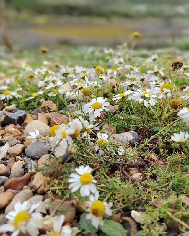 Sea Mayweed growing on the saltmarsh, a mixed habitat area of the park. 

Its no surprise that mayweed is part of the daisy family,  and this variety loves to be close to the sea and is commonly found on cliffs, beaches and sea walls. 

As you can see - popular with bees and other pollinators!

#SouthDowns #Nature #CuckmereHaven

📷 Laura Clapham