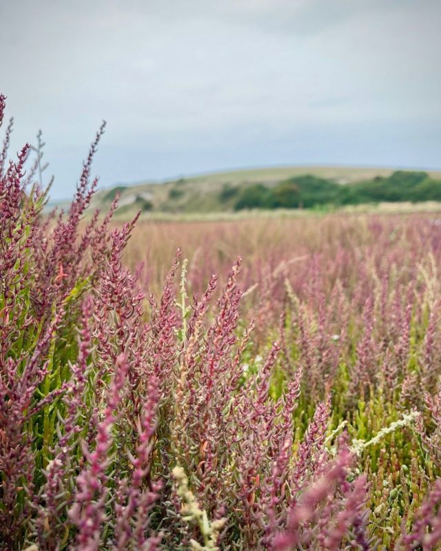 Red Samphire, normally associated with autumn, is already turning, making a striking carpet of red over the mud flats.

Not only does it look pretty, you may find it being used as a unique natural salty flavouring in cooking. However tempting, it is illegal to pick wildflowers in the country park which is a SSSI (Site of Special Scientific Interest).

📷 Sam Dowding

#SouthDowns #CuckmereHaven #Nature