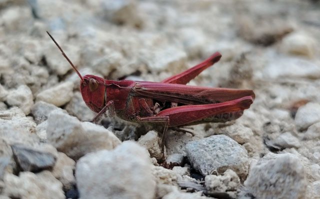 But field grasshoppers are green? 

Not this little chap who has erythrism, a genetic condition that makes them a pink / reddish colour instead of their usual green. 

The lack of green camouflage means they become an easy target for predators, so it was lucky that one of our Rangers captured this shot!

📷 Laura Clapham

#CuckmereHaven #SevenSisters #Nature