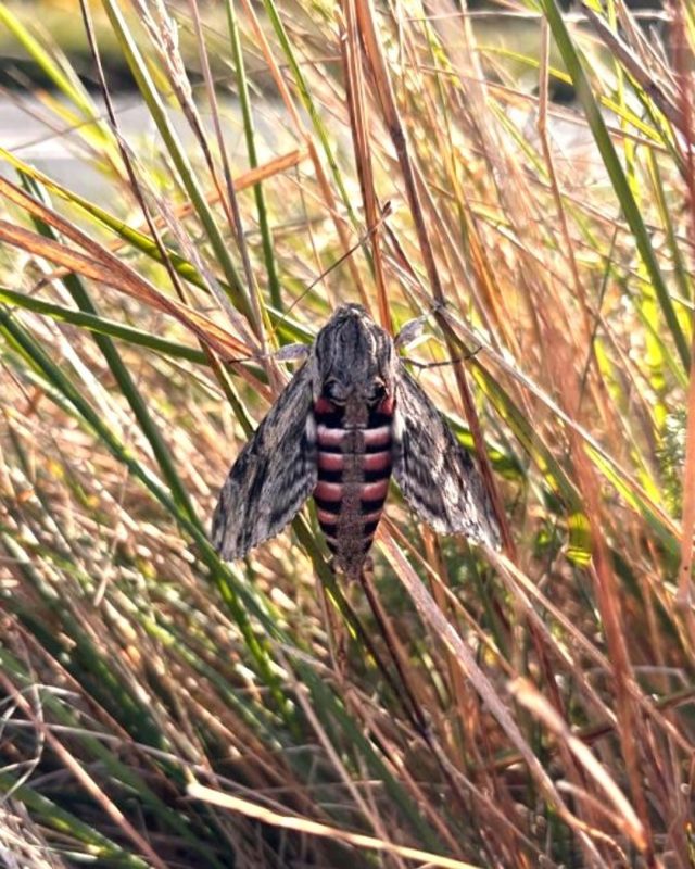 Contractors working in the park disturbed this resting Convolvulus Hawk-Moth.

These nocturnal moths are common in the south and east of England and are usually seen between August and November.

📷 OneLandscapes

#CuckmereHaven # SouthDowns #Nature